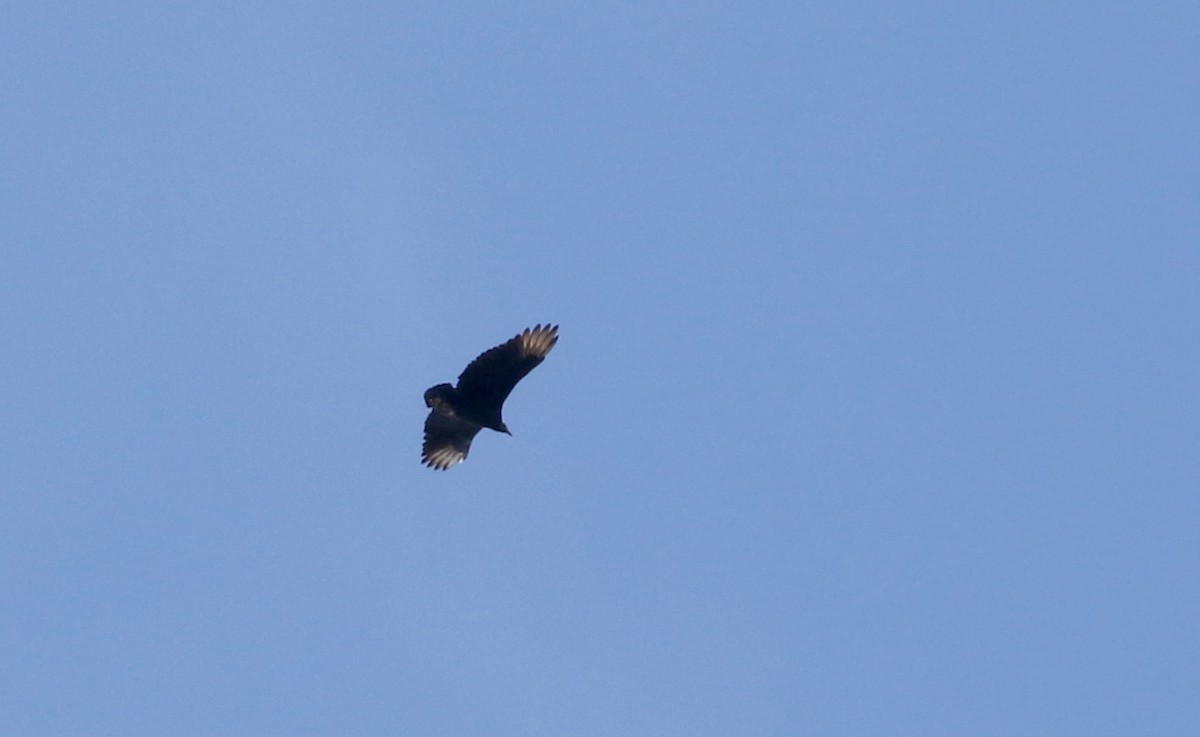 Black Vulture - ML228436181