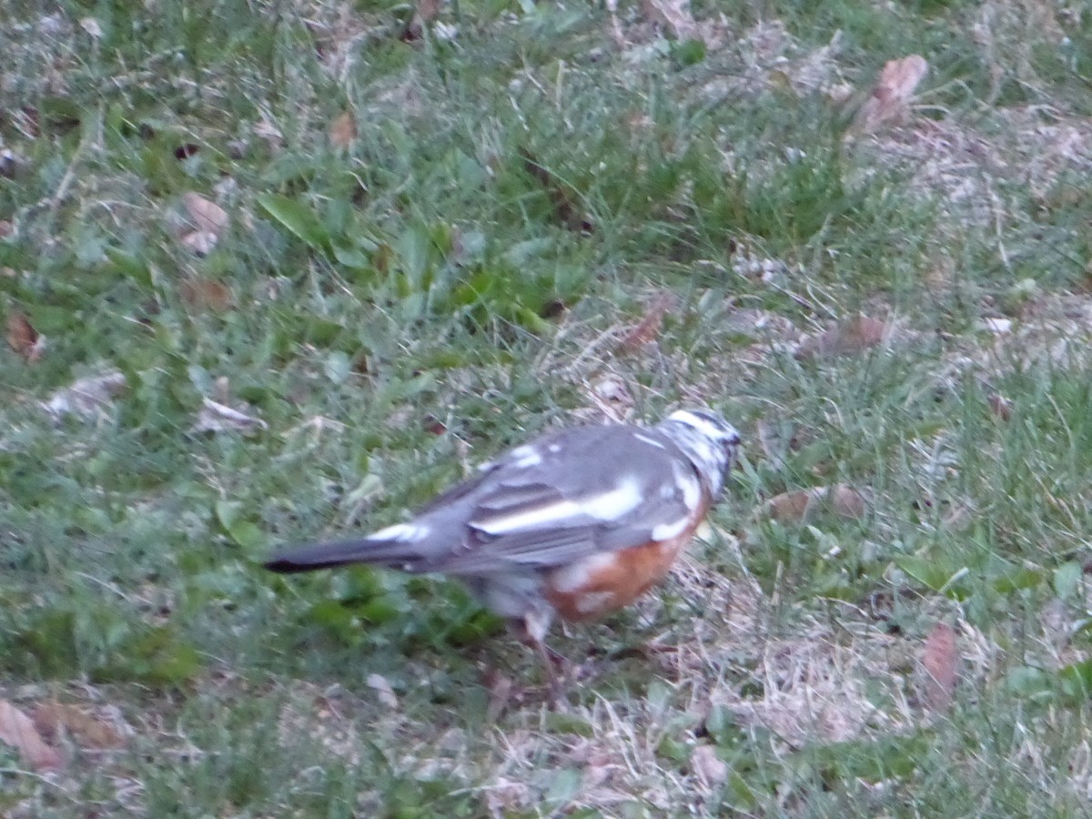 American Robin - ML228438811