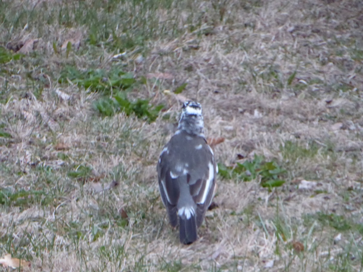 American Robin - ML228438931