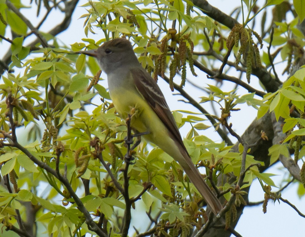 Great Crested Flycatcher - ML228439281