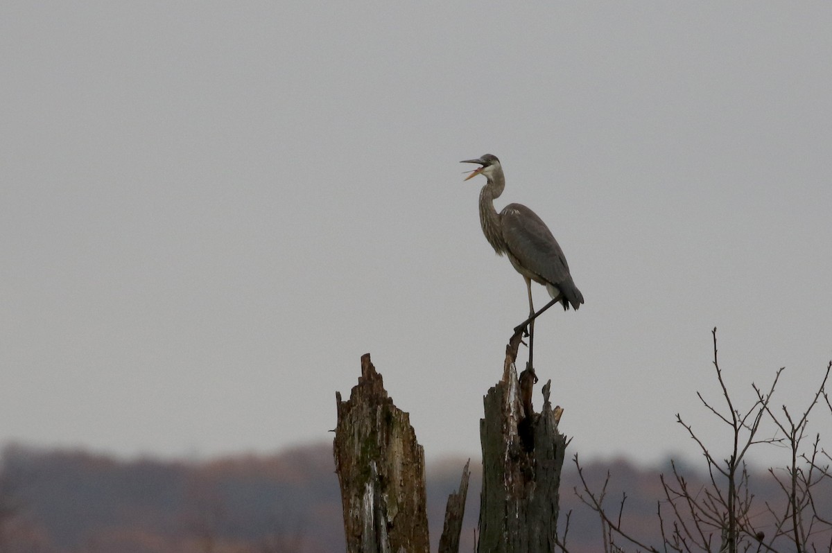 Great Blue Heron (Great Blue) - Jay McGowan