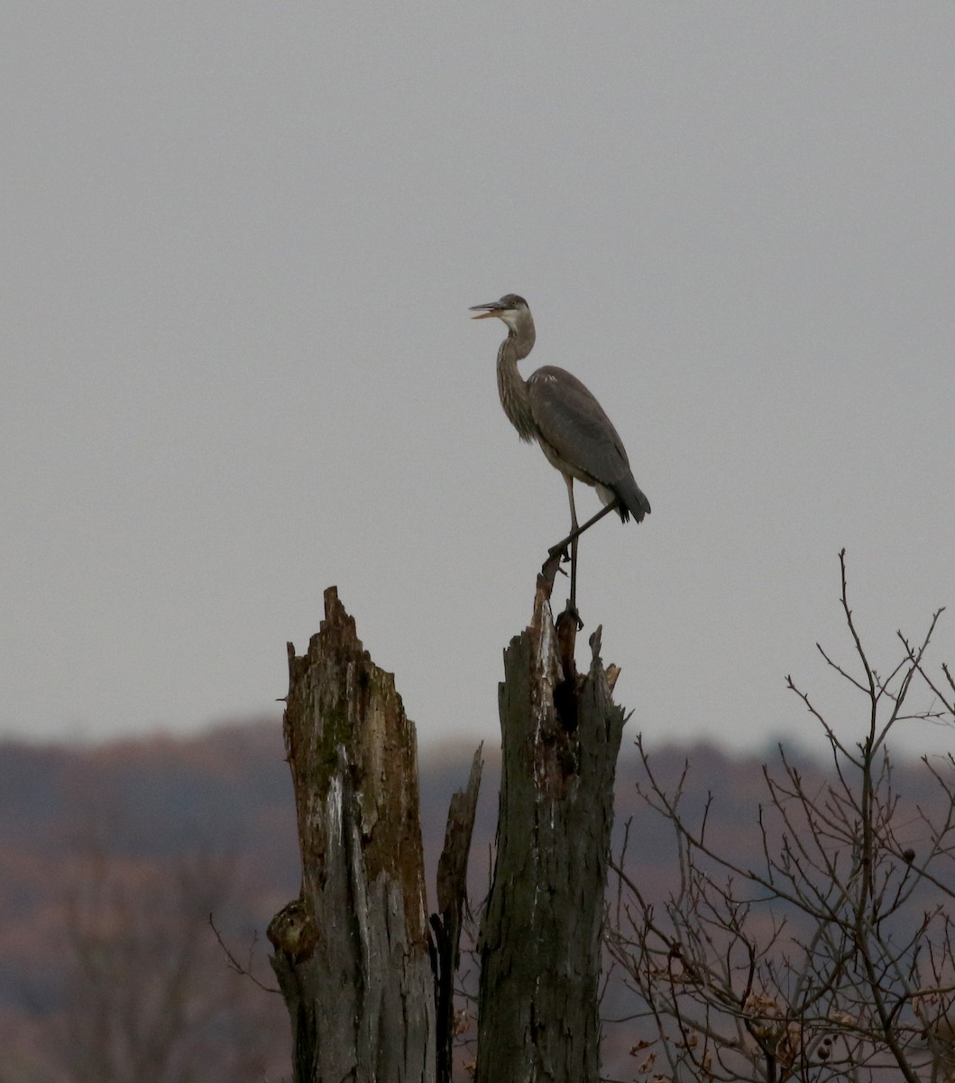 Great Blue Heron (Great Blue) - Jay McGowan