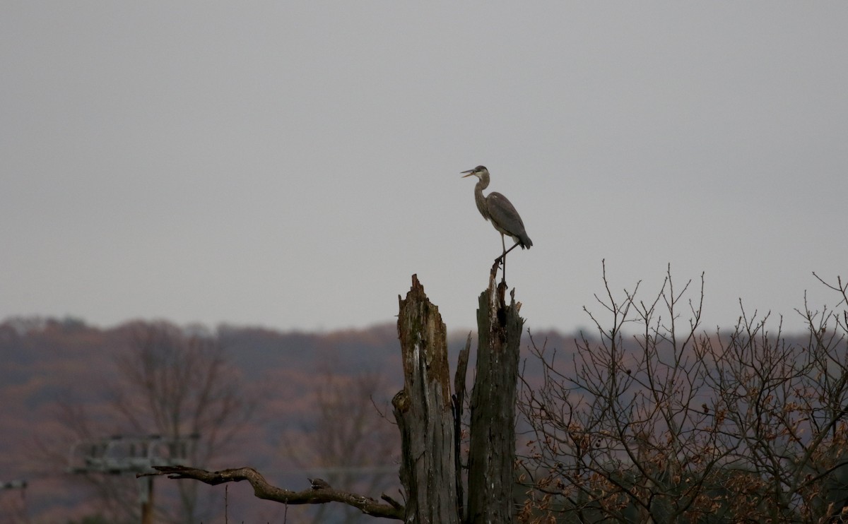 Great Blue Heron (Great Blue) - ML228440011