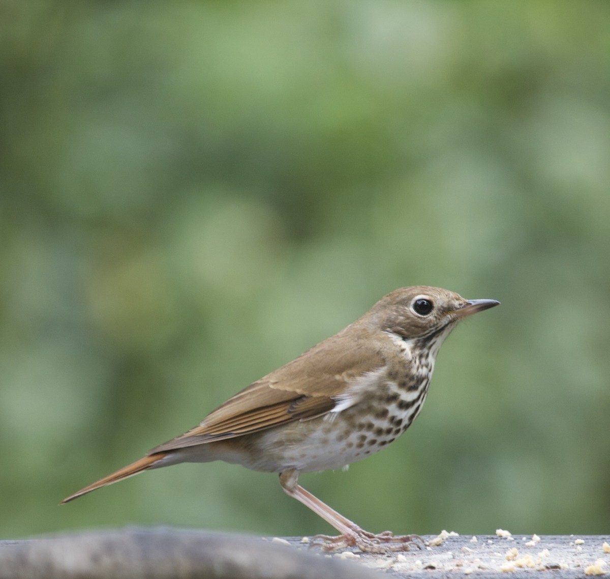 Hermit Thrush - ML228440801