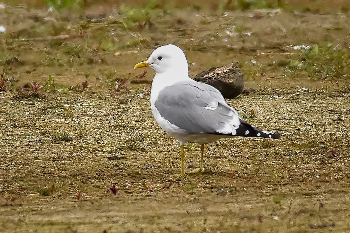 Short-billed Gull - Roger Beardmore