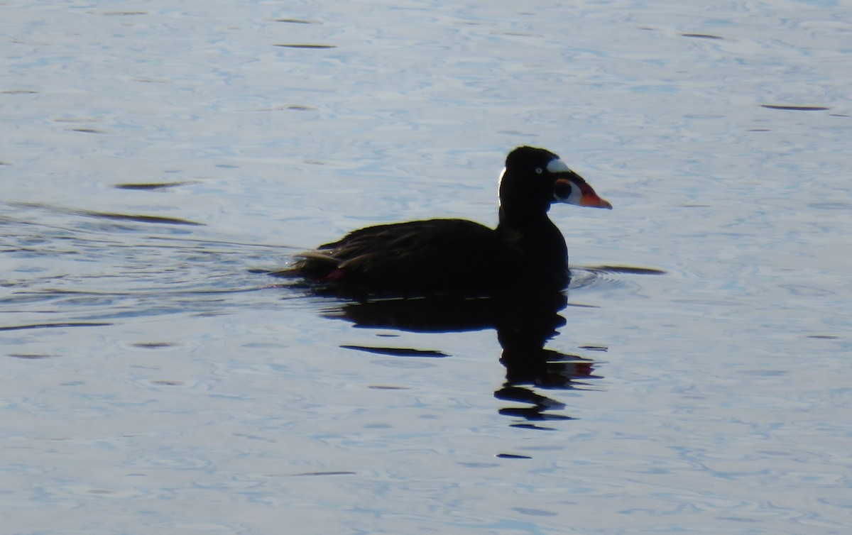 Surf Scoter - ML228441091