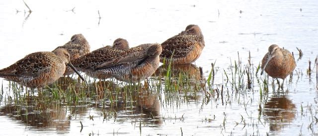 Long-billed Dowitcher - ML228441631