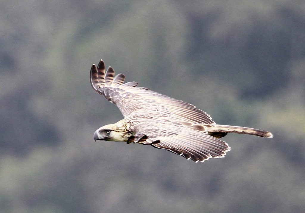 Philippine Eagle - ML228443311