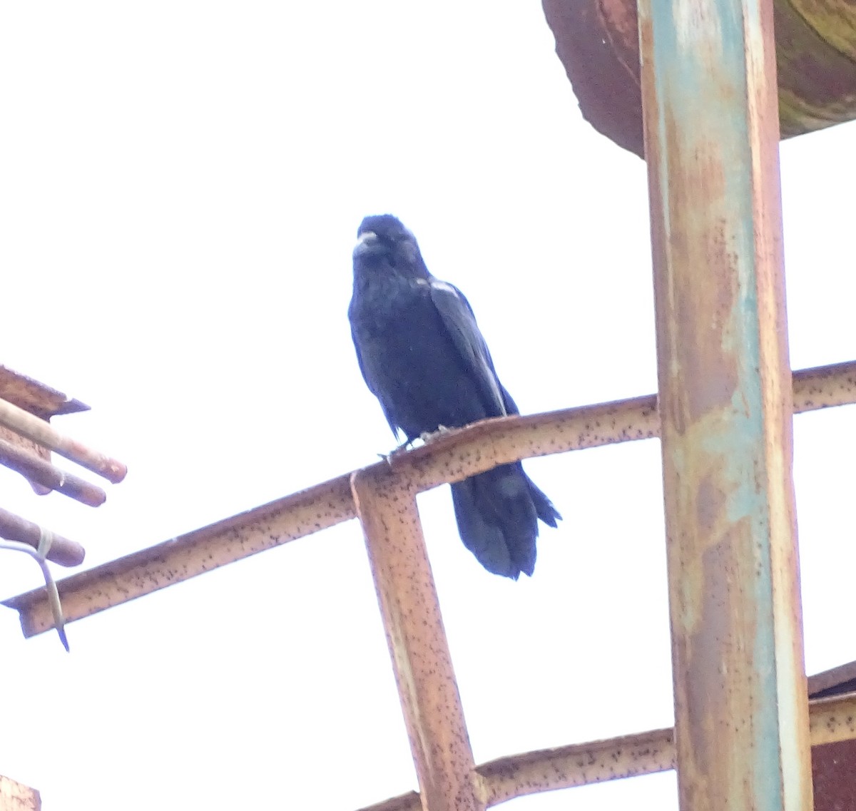 Common Raven - ML228444871