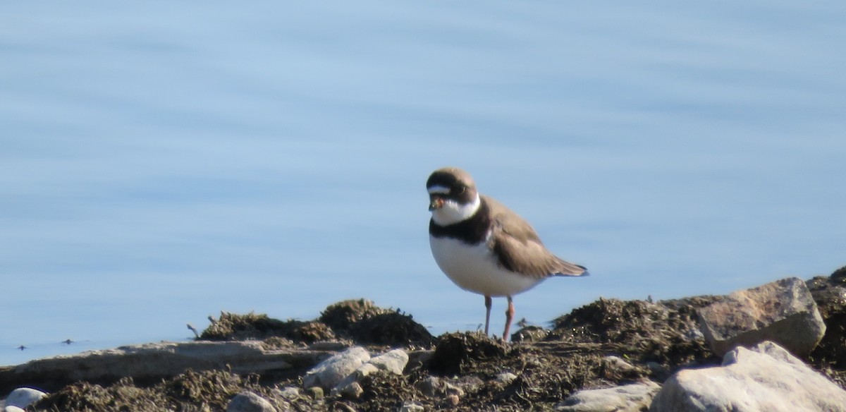 Semipalmated Plover - ML228444971