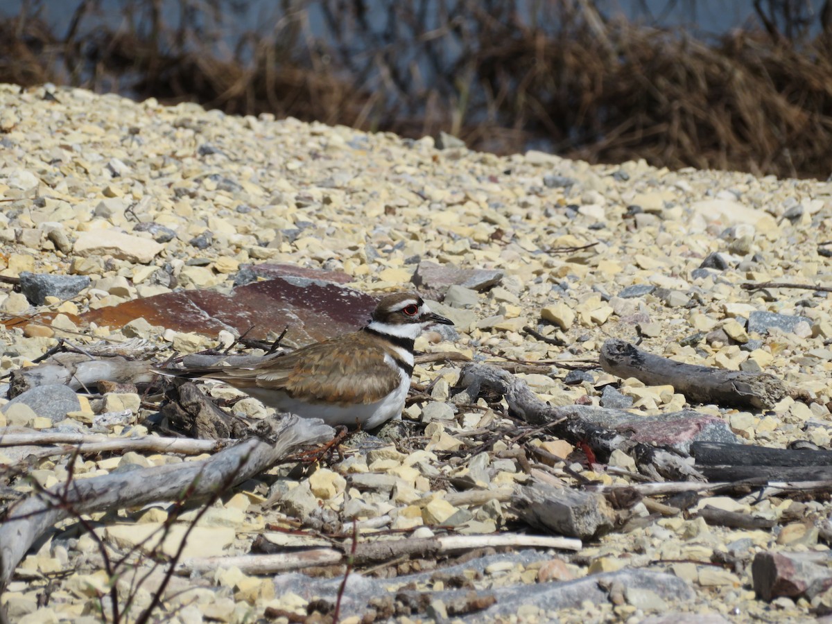 Killdeer - ML228445391