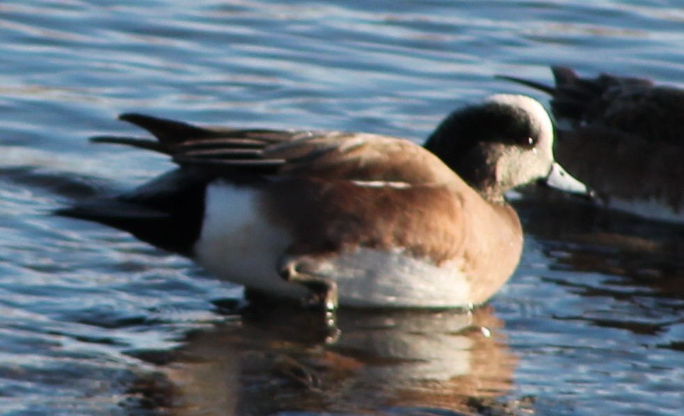 American Wigeon - ML22844601