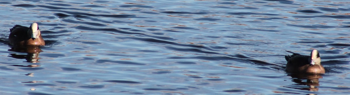 American Wigeon - ML22844621