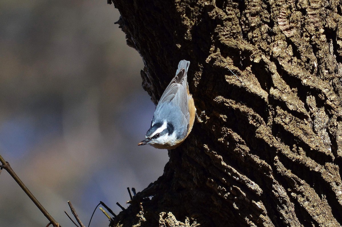 Red-breasted Nuthatch - ML228446231