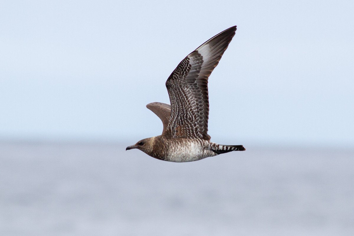 Pomarine Jaeger - Louis Bevier