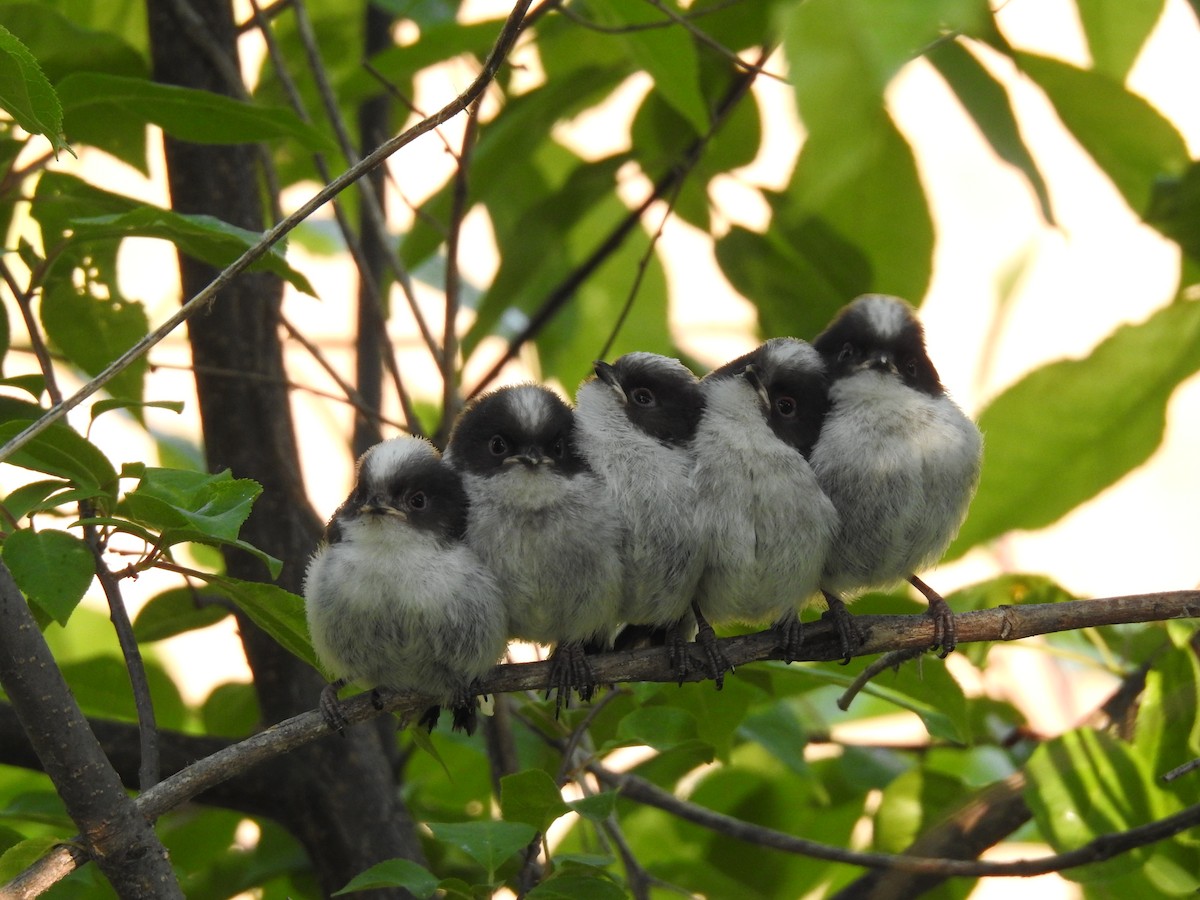 Long-tailed Tit - Cho Byungbeom