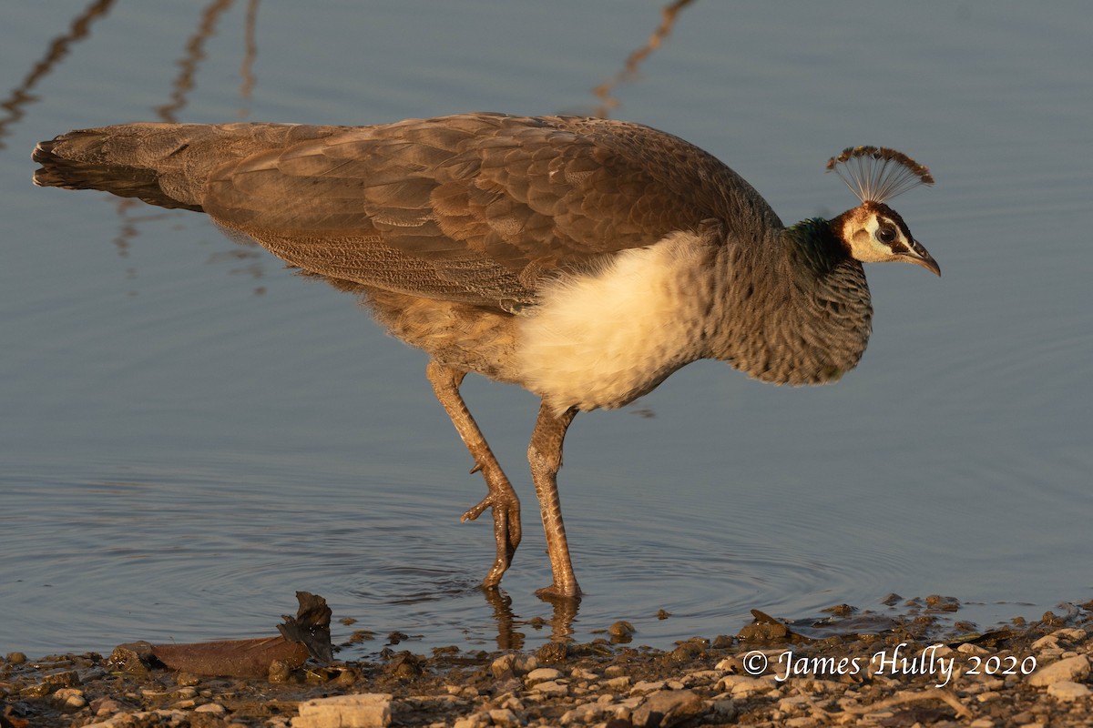 Indian Peafowl - Jim Hully