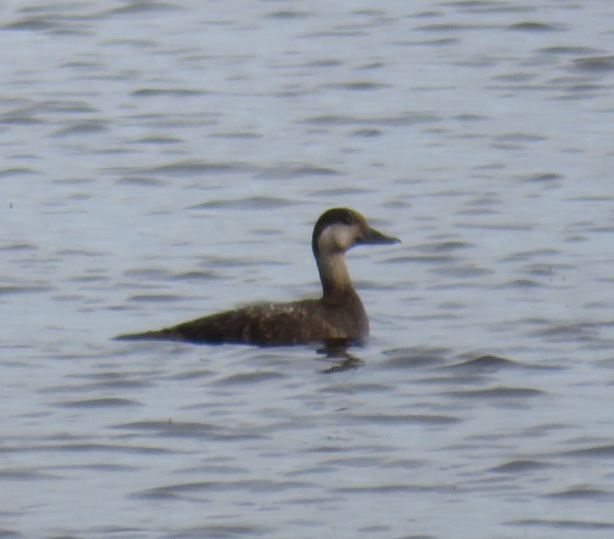 Black Scoter - ML228449861