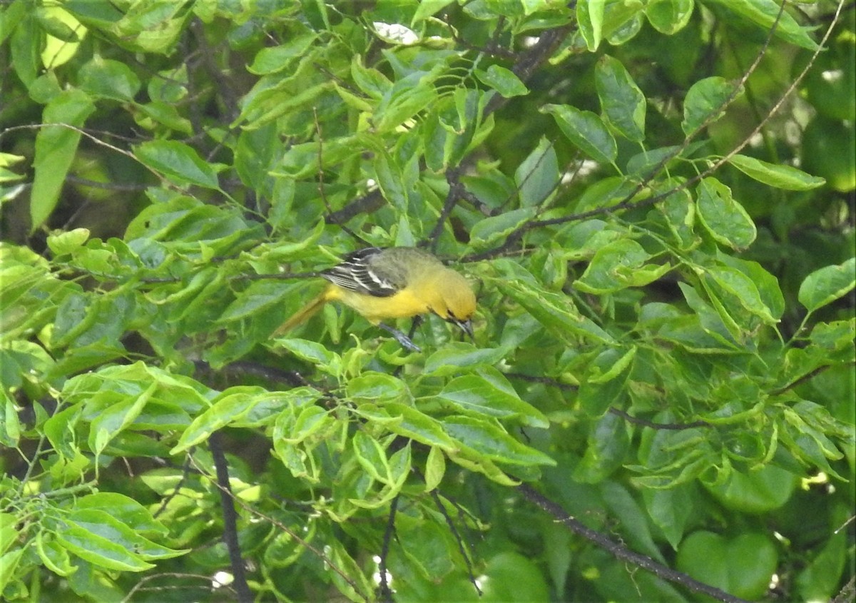 Orchard Oriole - ML228451241