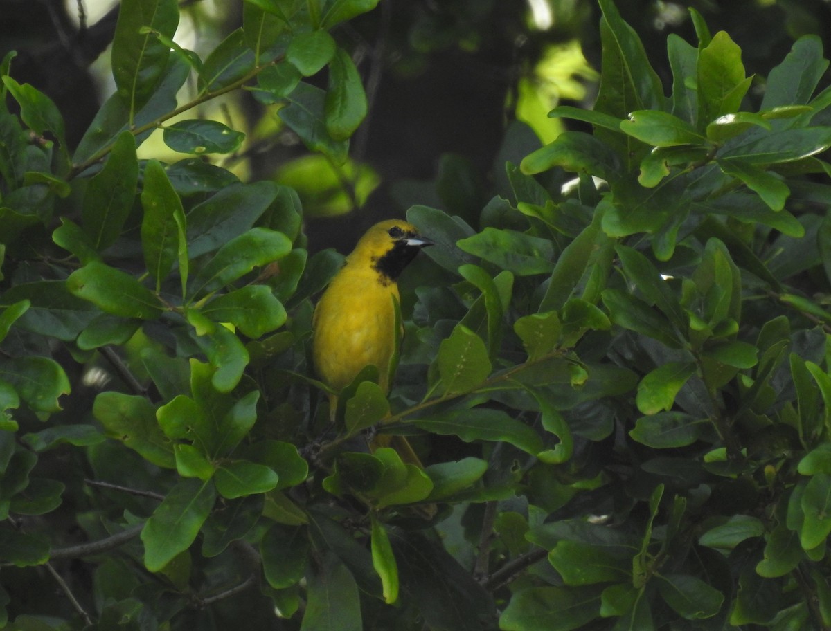 Orchard Oriole - ML228451361