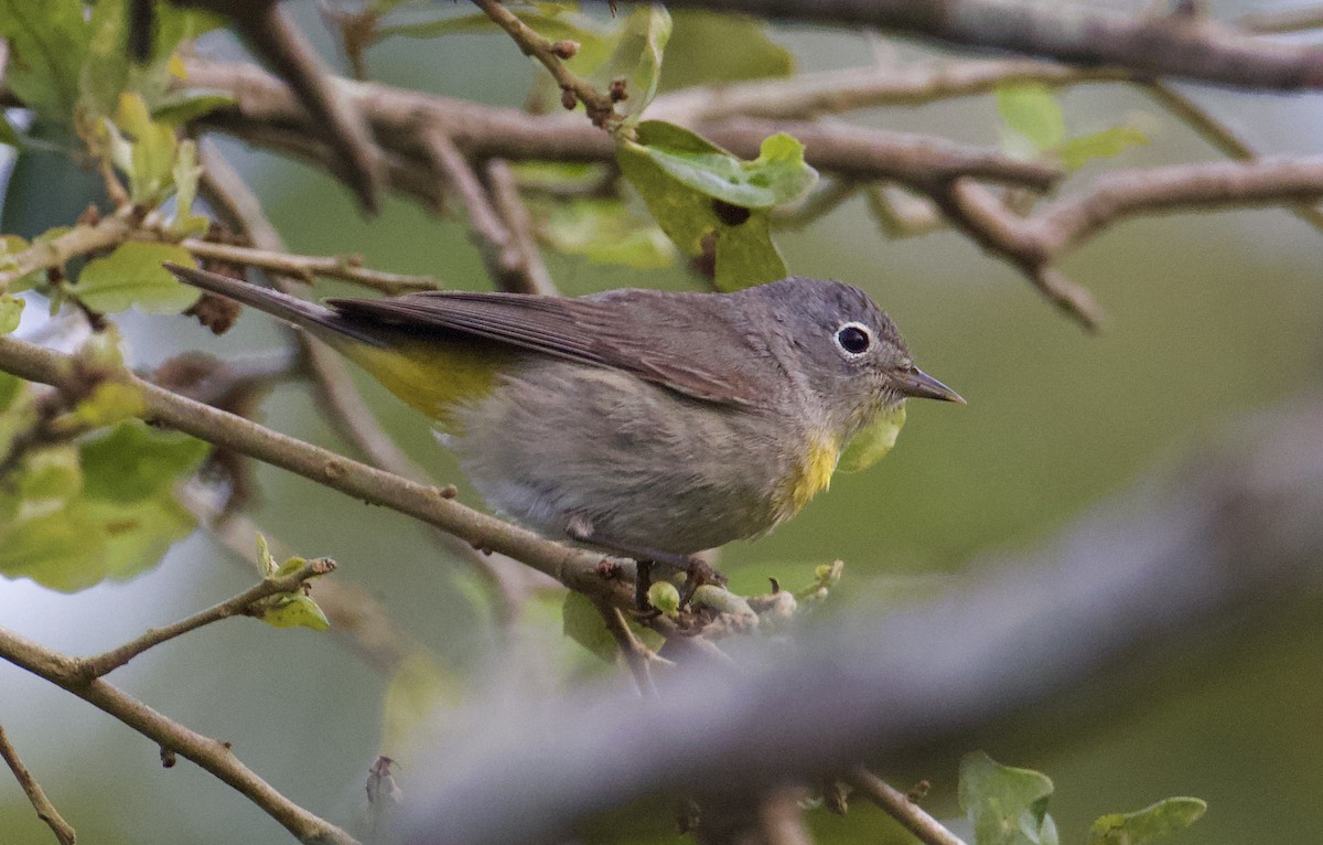 Virginia's Warbler - ML228451731