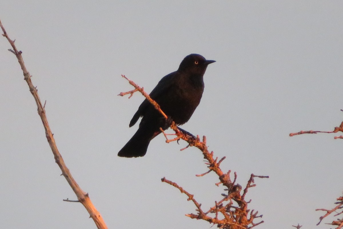 Rusty Blackbird - ML228454061