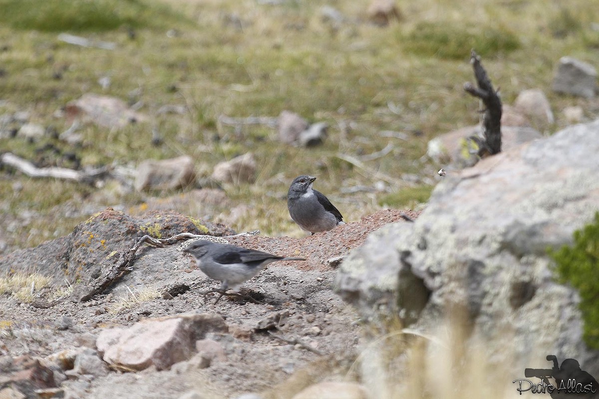 White-throated Sierra Finch - ML22845981