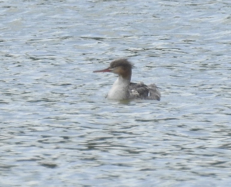 Red-breasted Merganser - ML228461041