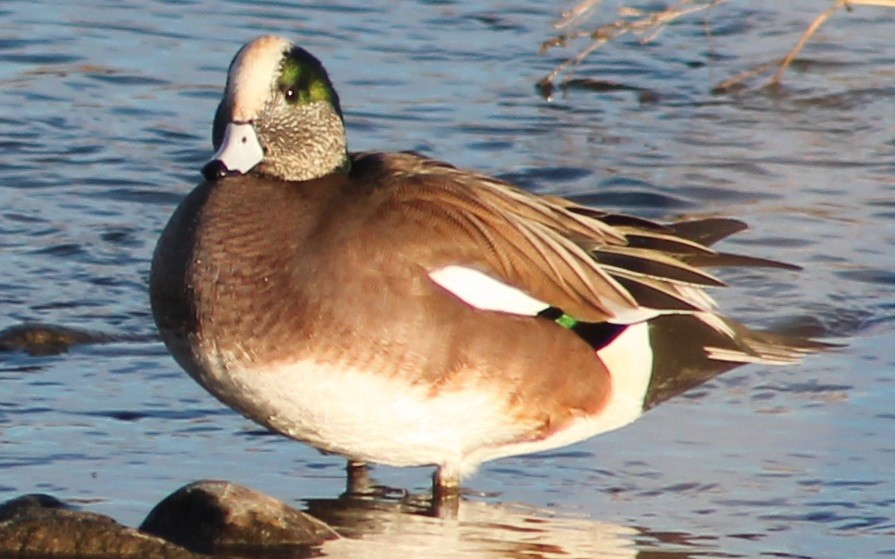 American Wigeon - ML22846301