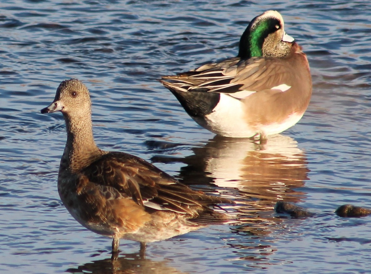 American Wigeon - ML22846311