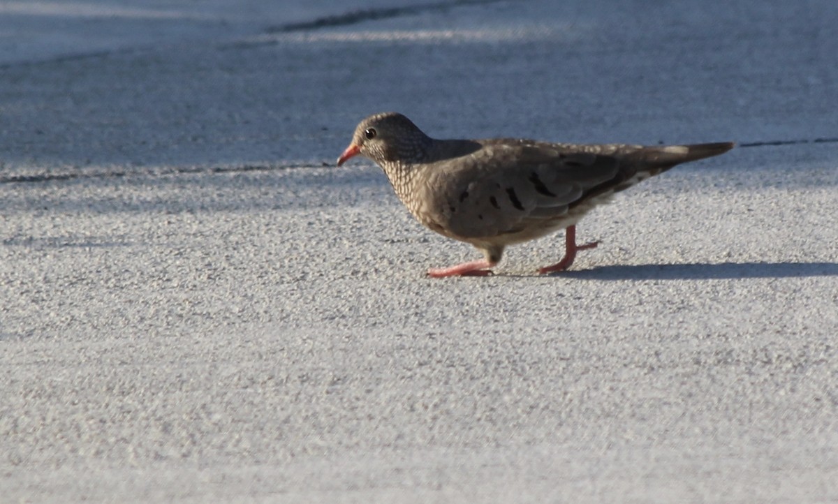 Common Ground Dove - ML228463851