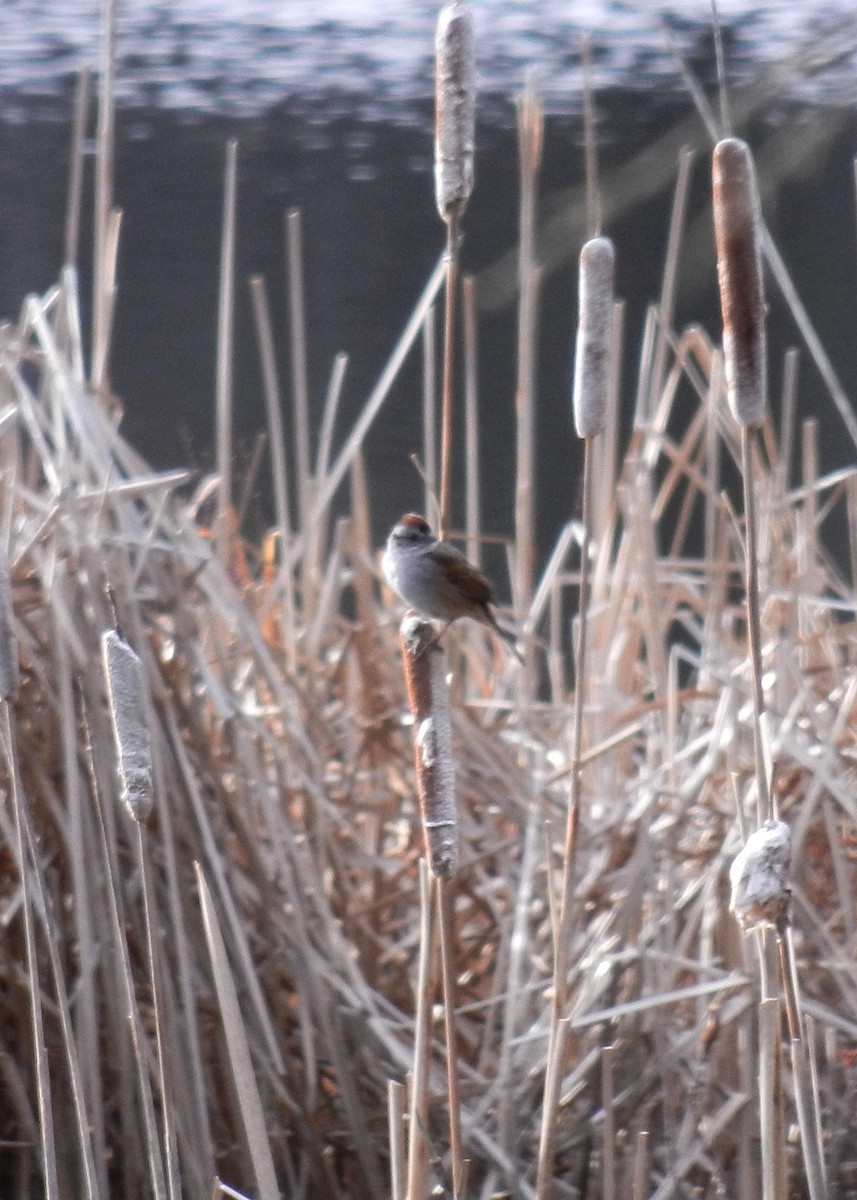 Swamp Sparrow - ML228464221