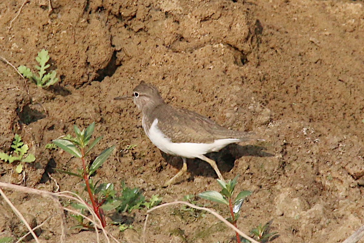 ביצנית לבנת-בטן - ML228464791