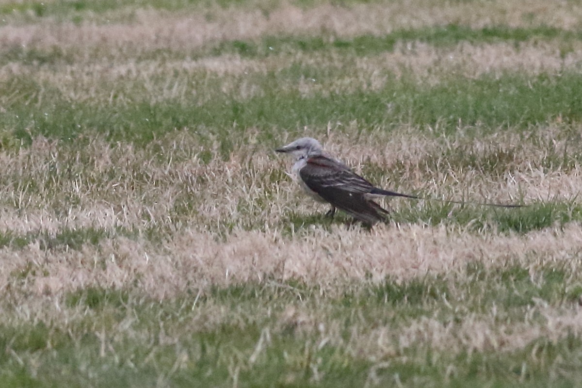 Scissor-tailed Flycatcher - ML228466691