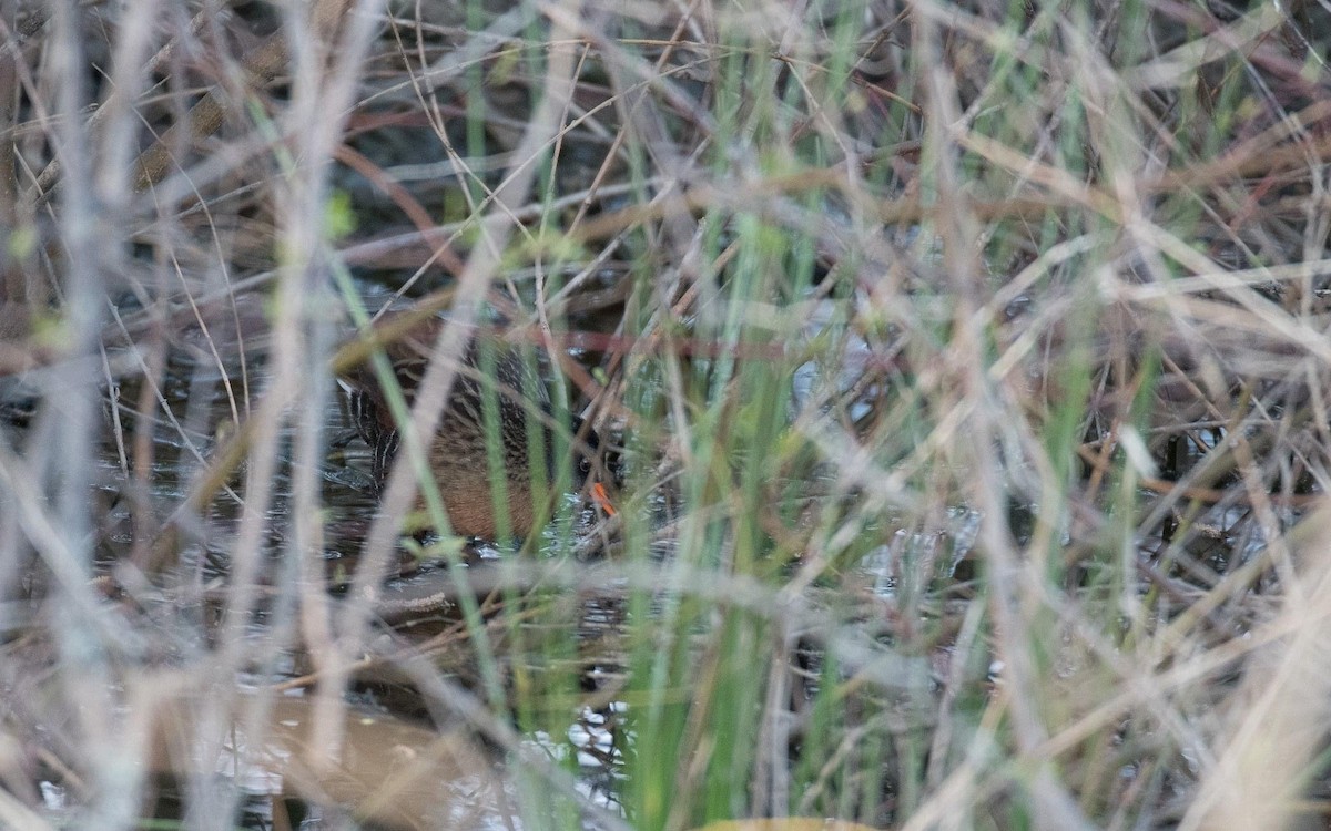 Virginia Rail - ML228466791