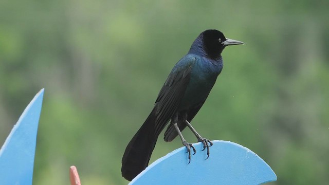 Boat-tailed Grackle (westoni) - ML228467341