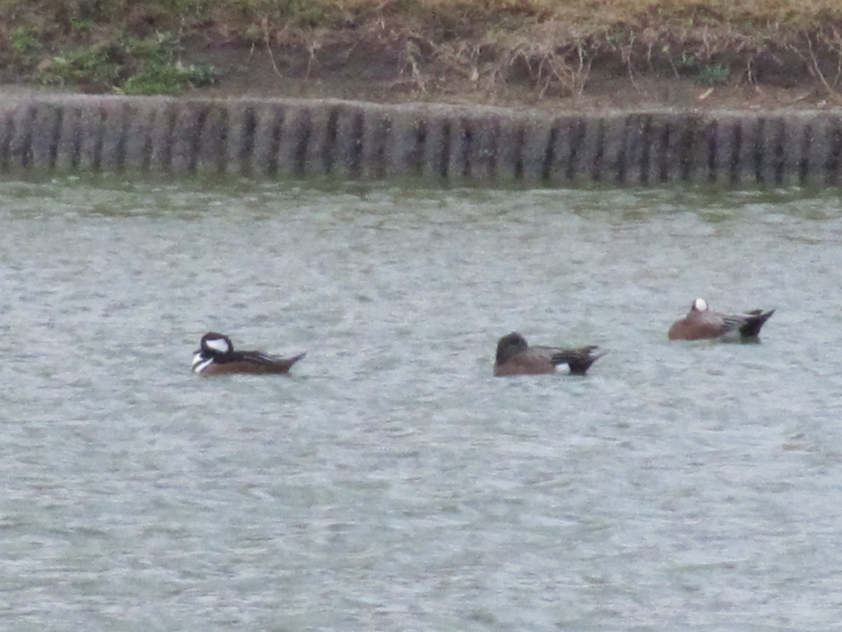 Hooded Merganser - ML22846791