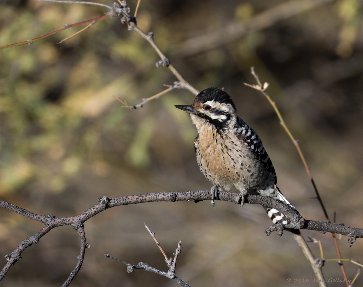 Ladder-backed Woodpecker - Joan Gellatly