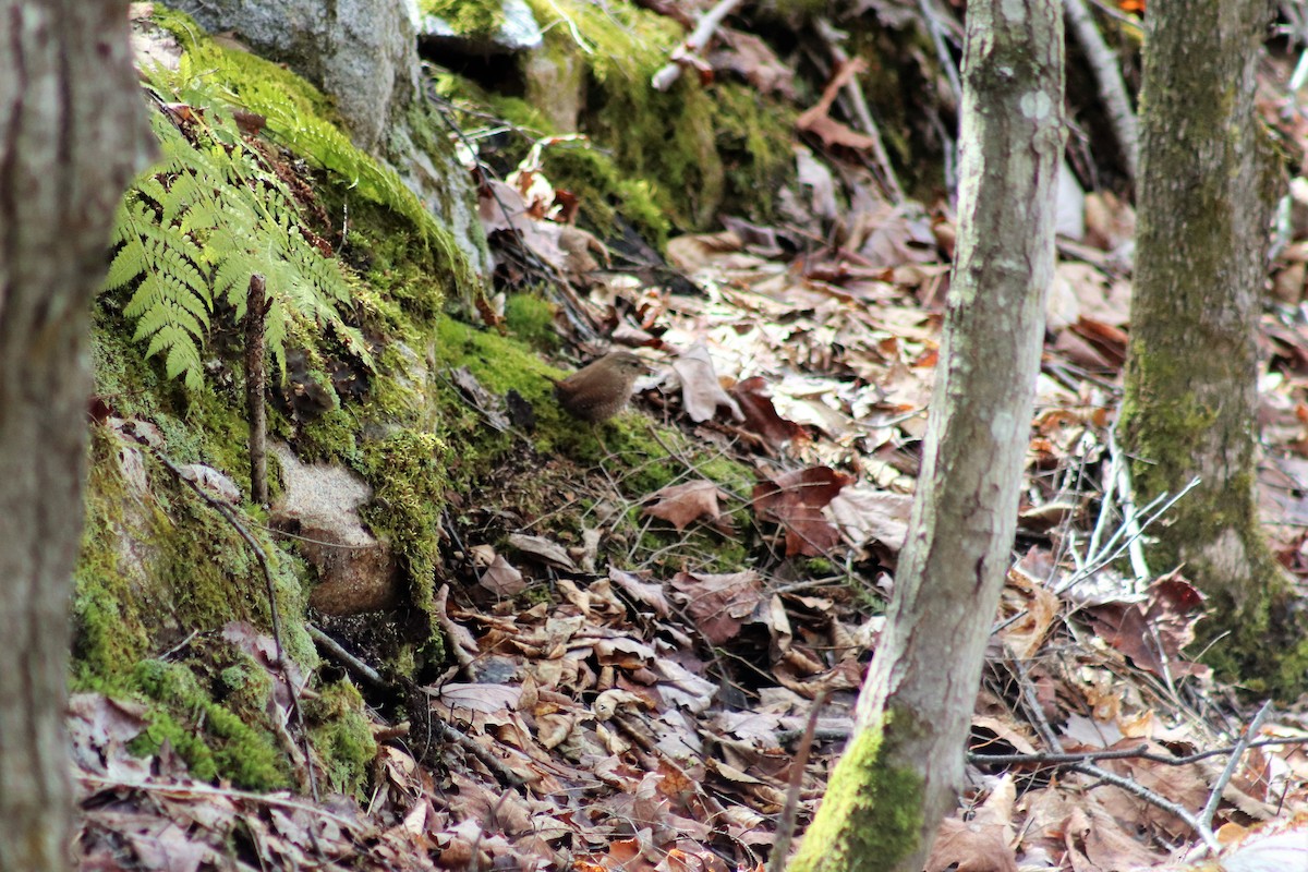 Troglodyte des forêts - ML228470341