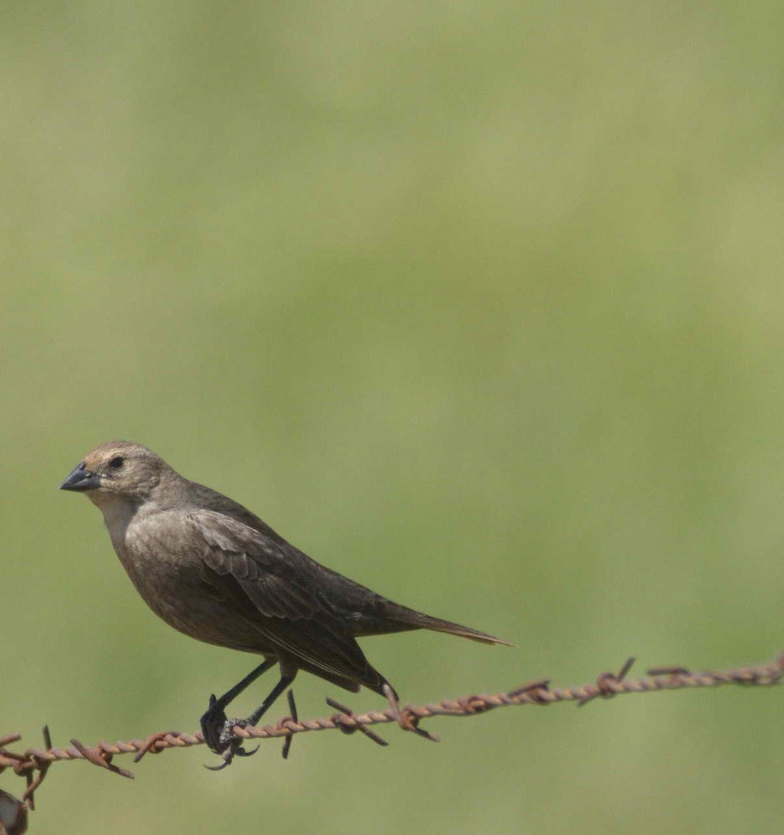 Brown-headed Cowbird - ML228471661