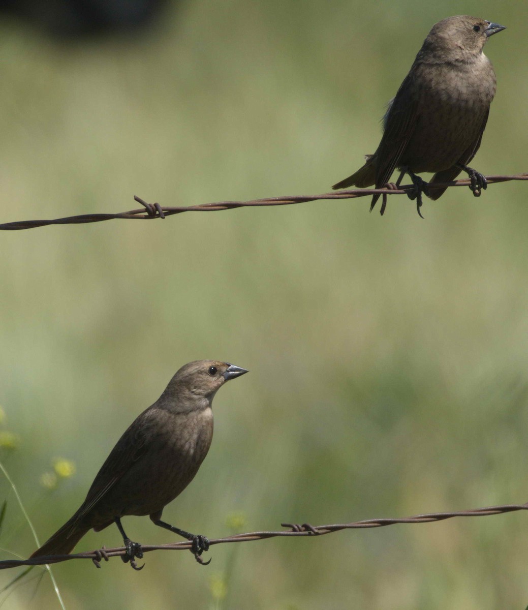 Brown-headed Cowbird - ML228471701