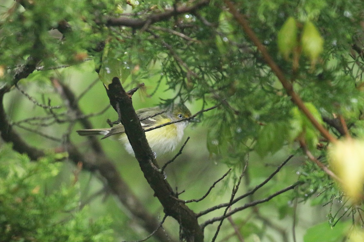 White-eyed Vireo - ML228472651