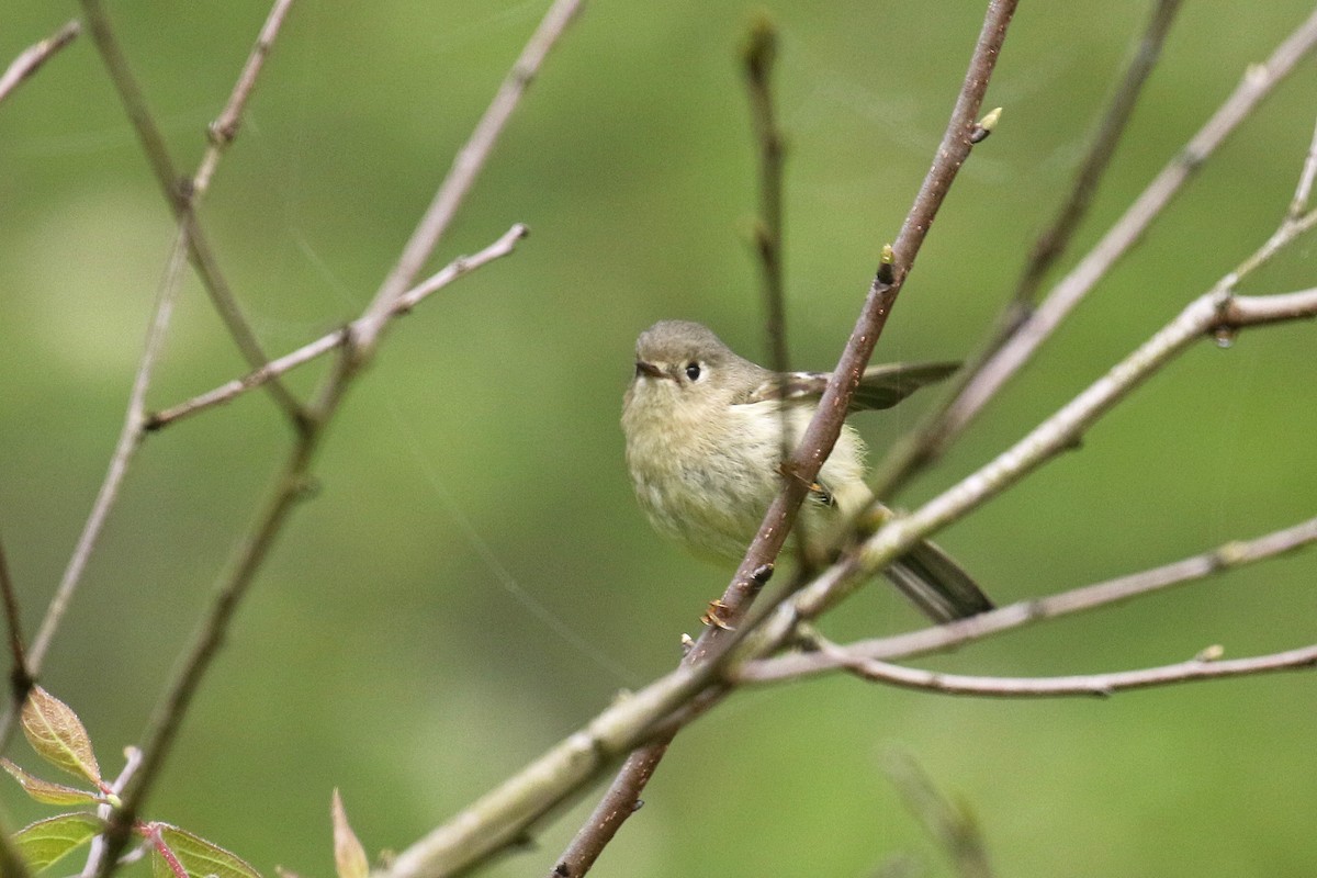 Ruby-crowned Kinglet - ML228473331