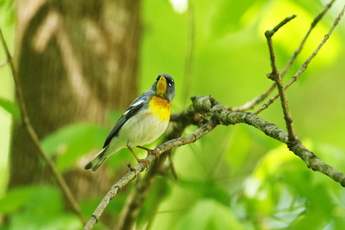 Northern Parula - ML228474001