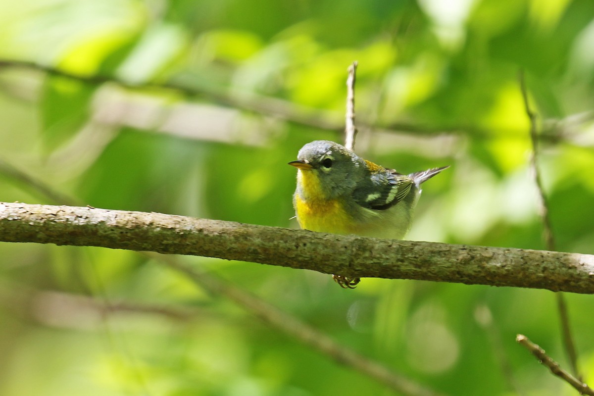 Northern Parula - ML228474081