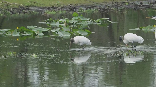 Wood Stork - ML228474171