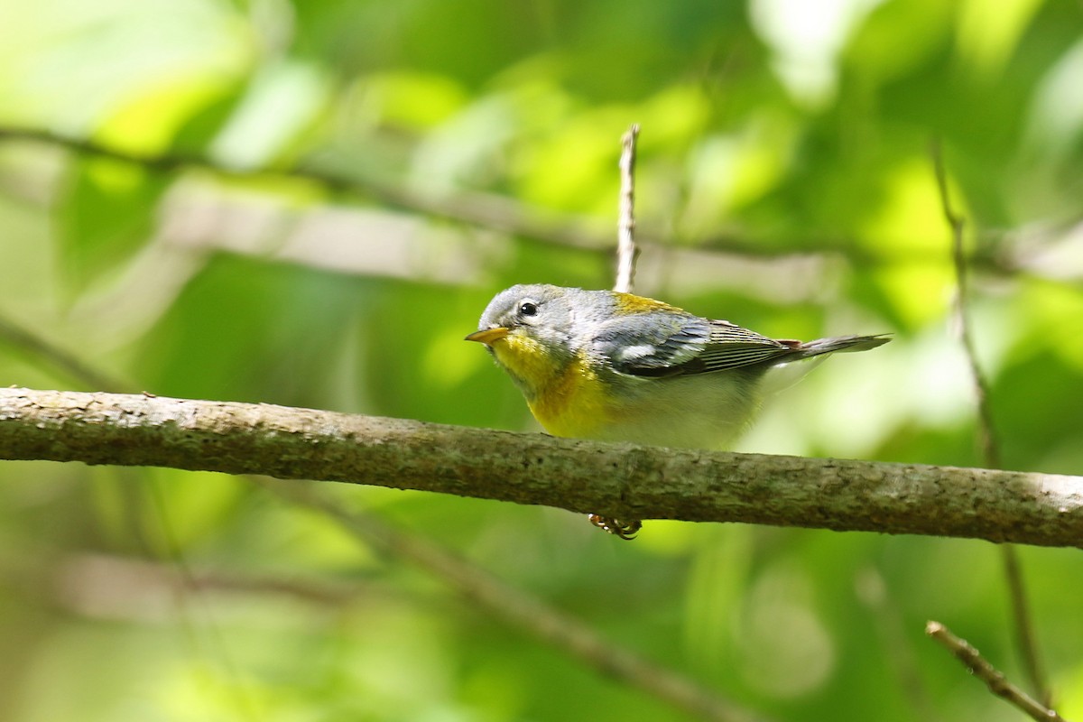Northern Parula - ML228474401