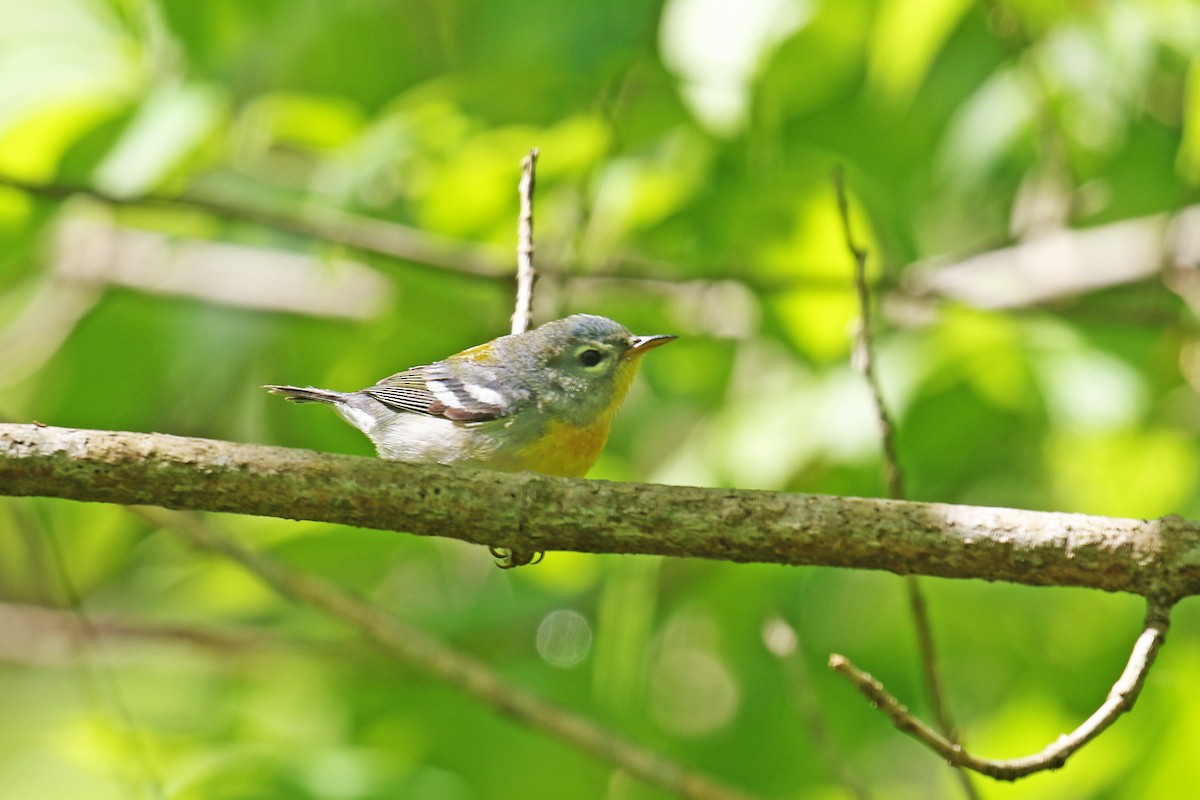 Northern Parula - ML228474421