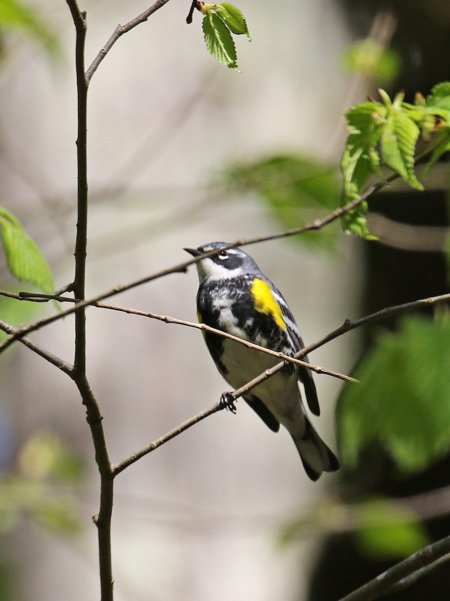 Yellow-rumped Warbler (Myrtle) - ML228474961