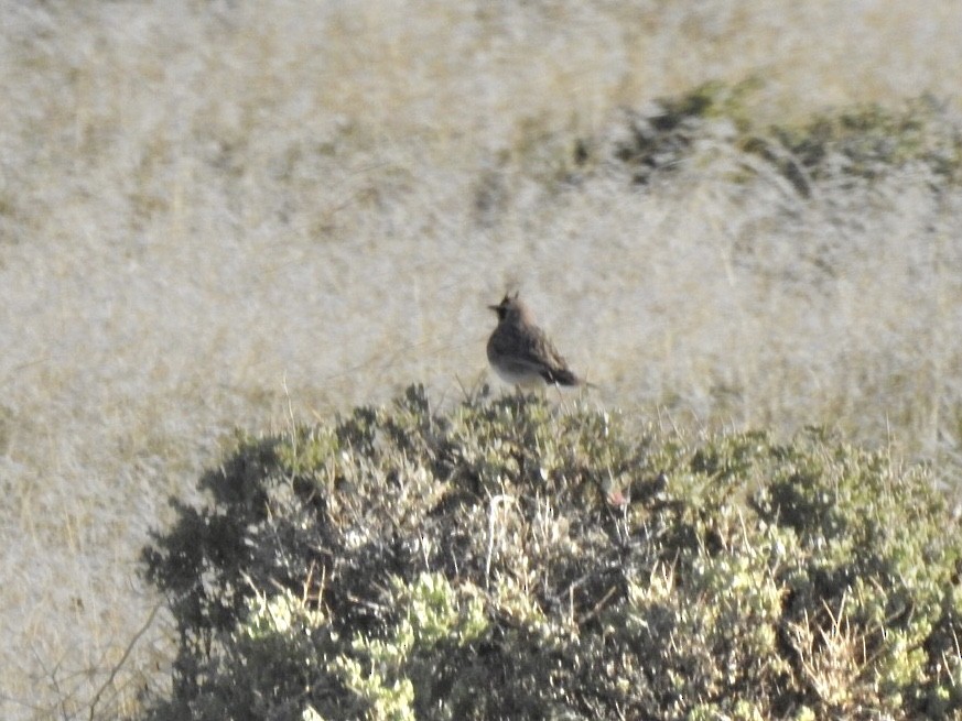 Horned Lark - ML228475071